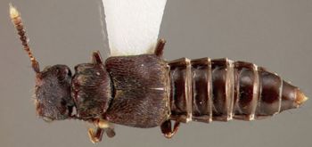 Media type: image; Entomology 27484   Aspect: habitus dorsal view